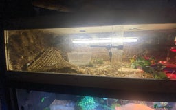 Milk Snake reptiles for sale: Pueblem milk snake  - Image 2