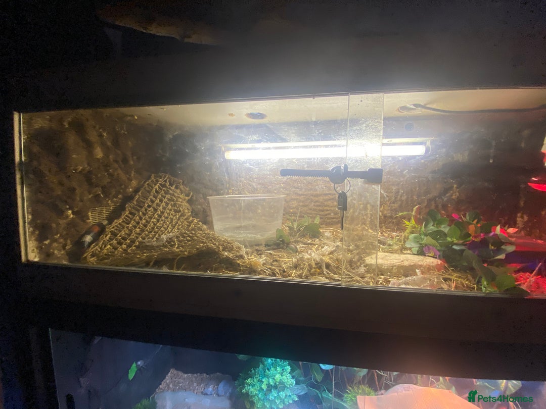 Milk Snake reptiles for sale: Pueblem milk snake  - Image 2