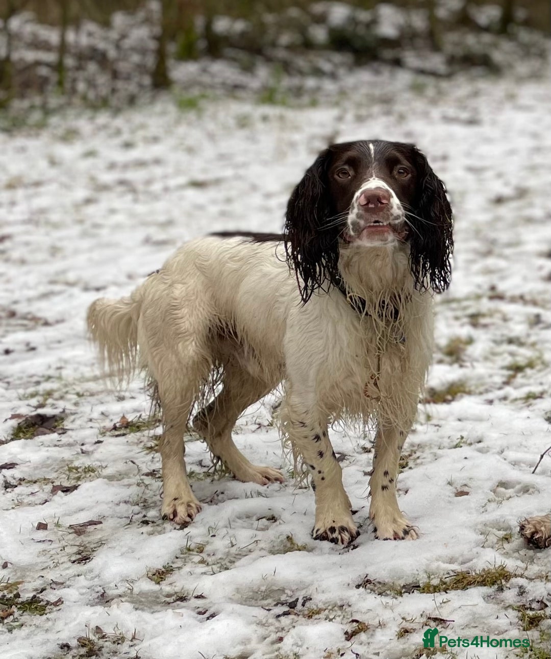 English Springer Spaniel dogs for stud: *KC registered* Gus available for stud in Pontefract - Advert 4