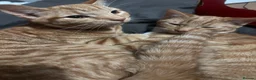 Mixed Breed cats for sale: Two female gingers  in Brighton - Advert 3