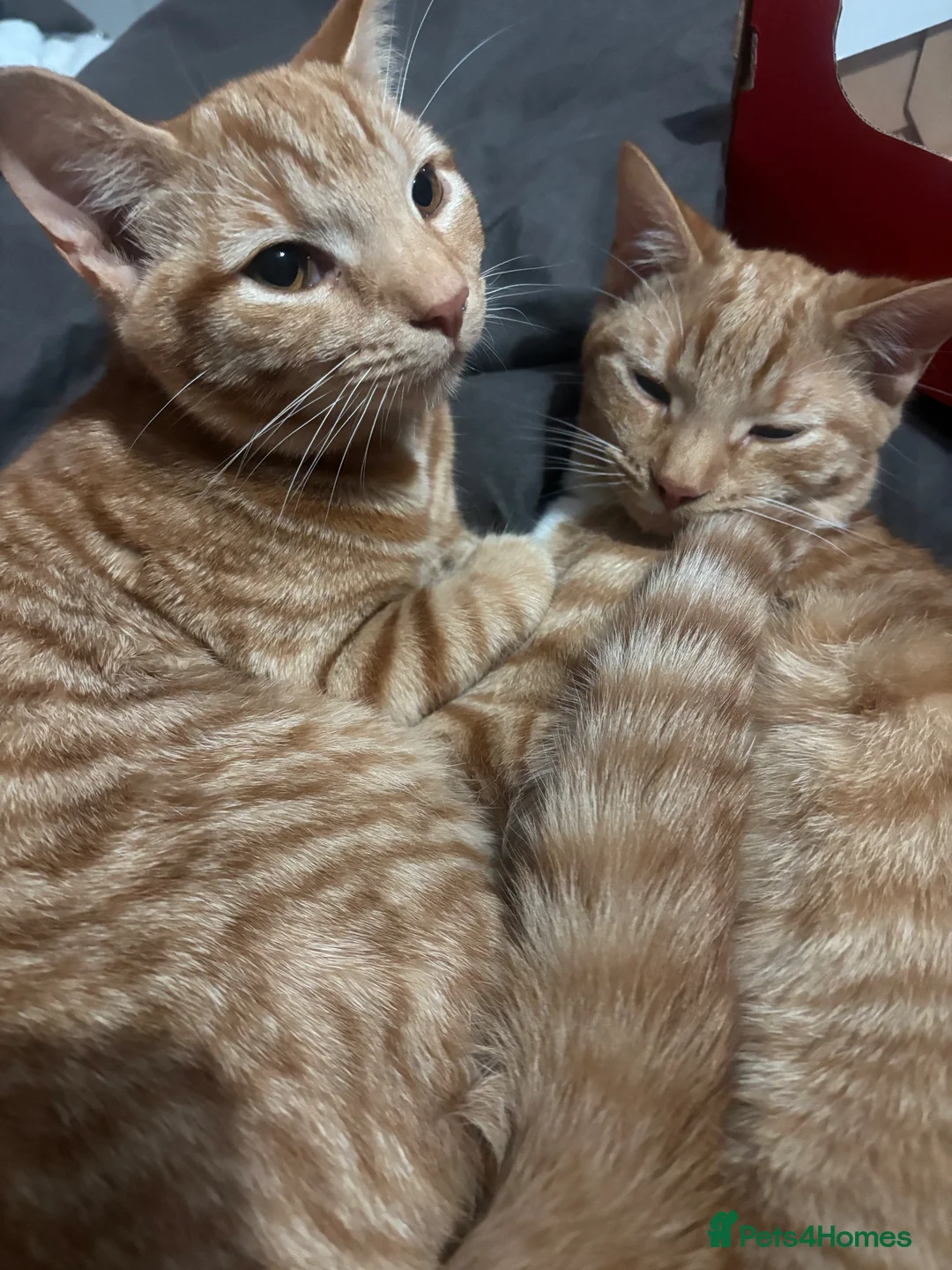 Mixed Breed cats for sale: Two female gingers  in Brighton - Advert 3