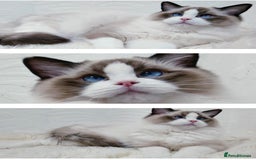 Ragdoll cats for stud: GCCF RAGDOLL STUD CHUNKY BIG BOY MILTON KEYNES in Milton Keynes - Image 6