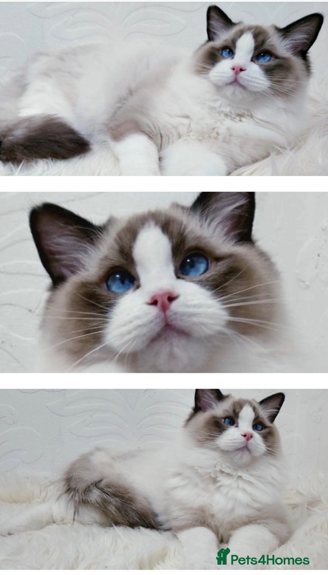 Ragdoll cats for stud: GCCF RAGDOLL STUD CHUNKY BIG BOY MILTON KEYNES in Milton Keynes - Image 6