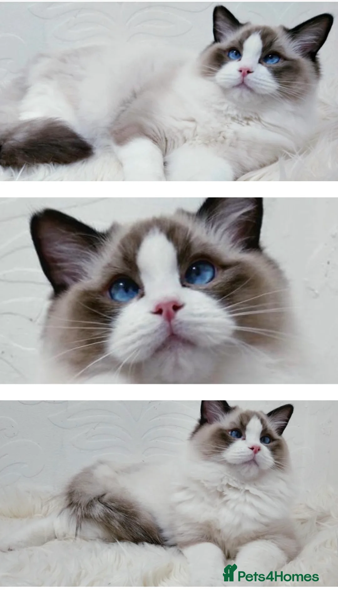 Ragdoll cats for stud: RAGDOLL GCCF STUD CHUNKY BIG BOY MILTON KEYNES in Milton Keynes - Advert 6