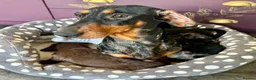 Doxiepoo dogs for sale: Doxipoo puppies, dna health tested parents.  - Advert 1