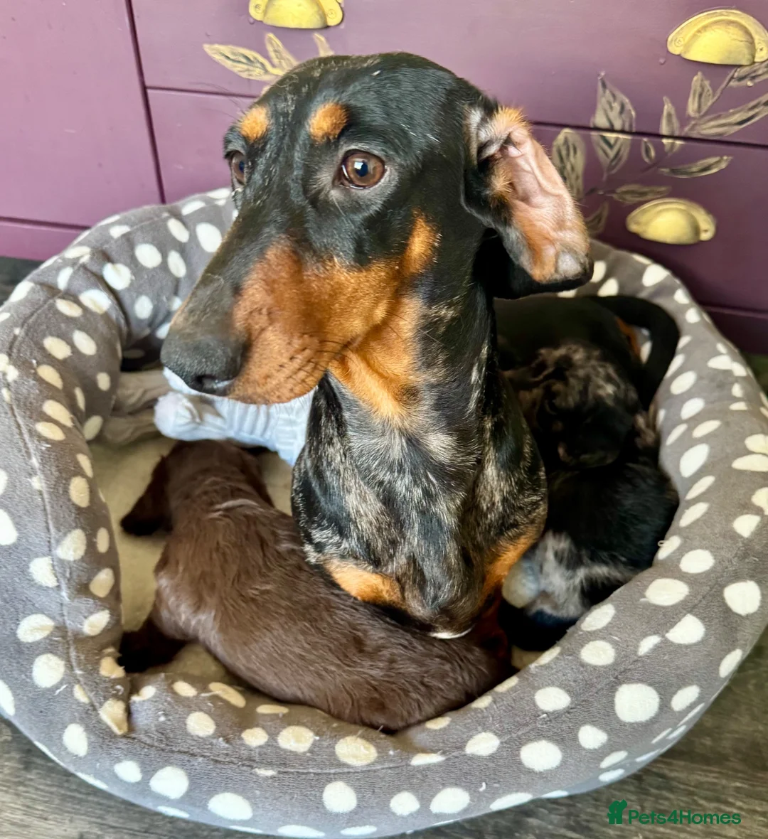 Doxiepoo dogs for sale: Doxipoo puppies, dna health tested parents.  - Advert 1