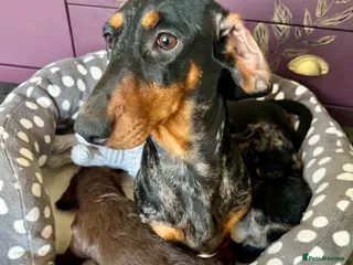 Doxiepoo dogs Doxipoo puppies, dna health tested parents. - Advert 1