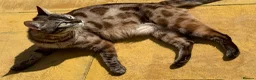 Bengal cats for sale: Retired Bengal Queen in Southam - Advert 3