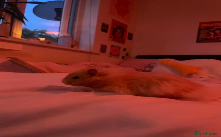 Hamster rodents - Advert 1