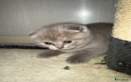 Scottish Fold cats for sale: 3 Adorable Scottish Fold Kittens🩷💙🩷 - Image 14