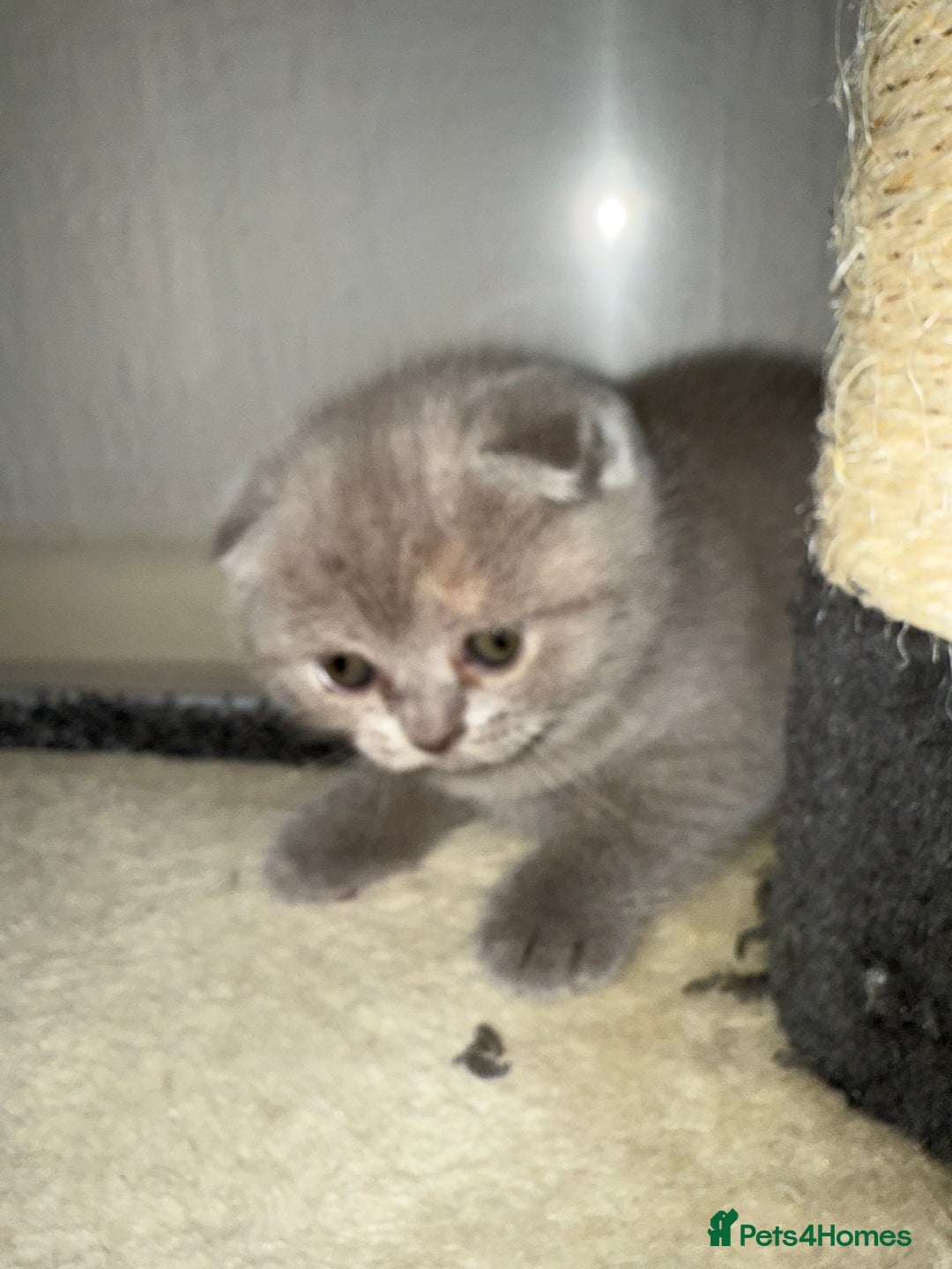 Scottish Fold cats for sale: 3 Adorable Scottish Fold Kittens🩷💙🩷 - Image 14