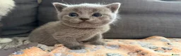 British Shorthair cats for sale: Pedigree British Shorthair Kittens – Ready May - Advert 24