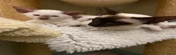 Siamese cats for sale: Two lovely adult Siamese need a new home - Advert 2
