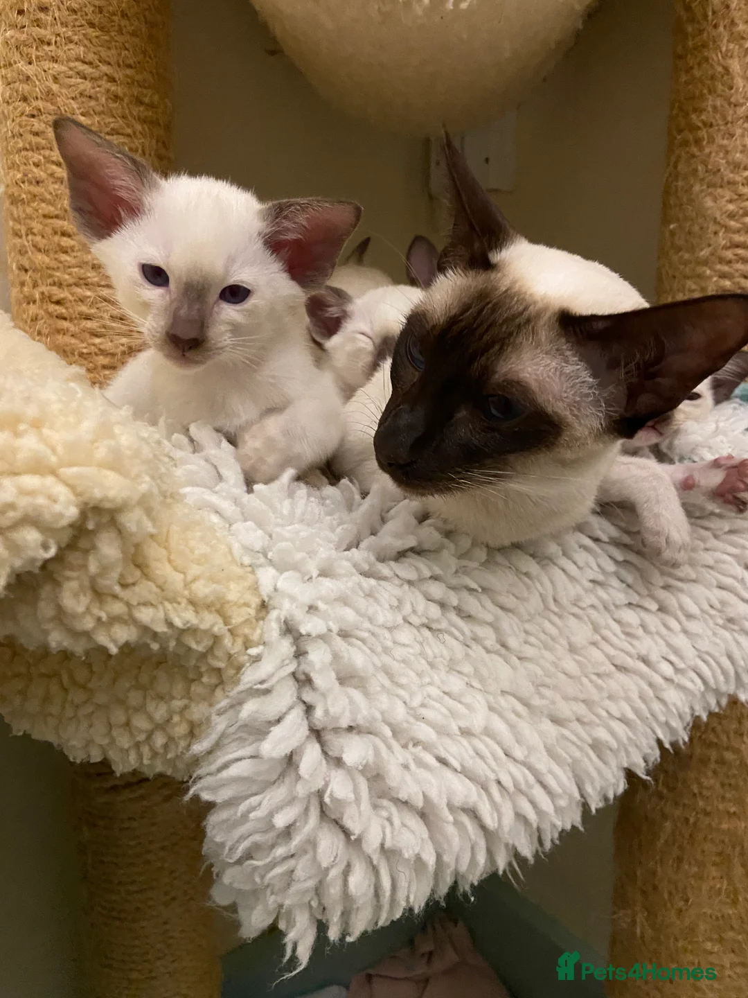 Siamese cats for sale: Two lovely adult Siamese need a new home - Advert 2