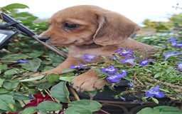 Mixed Breed dogs for sale: Daxiepoo puppies -miniature dachshund x toy poodle - Image 10