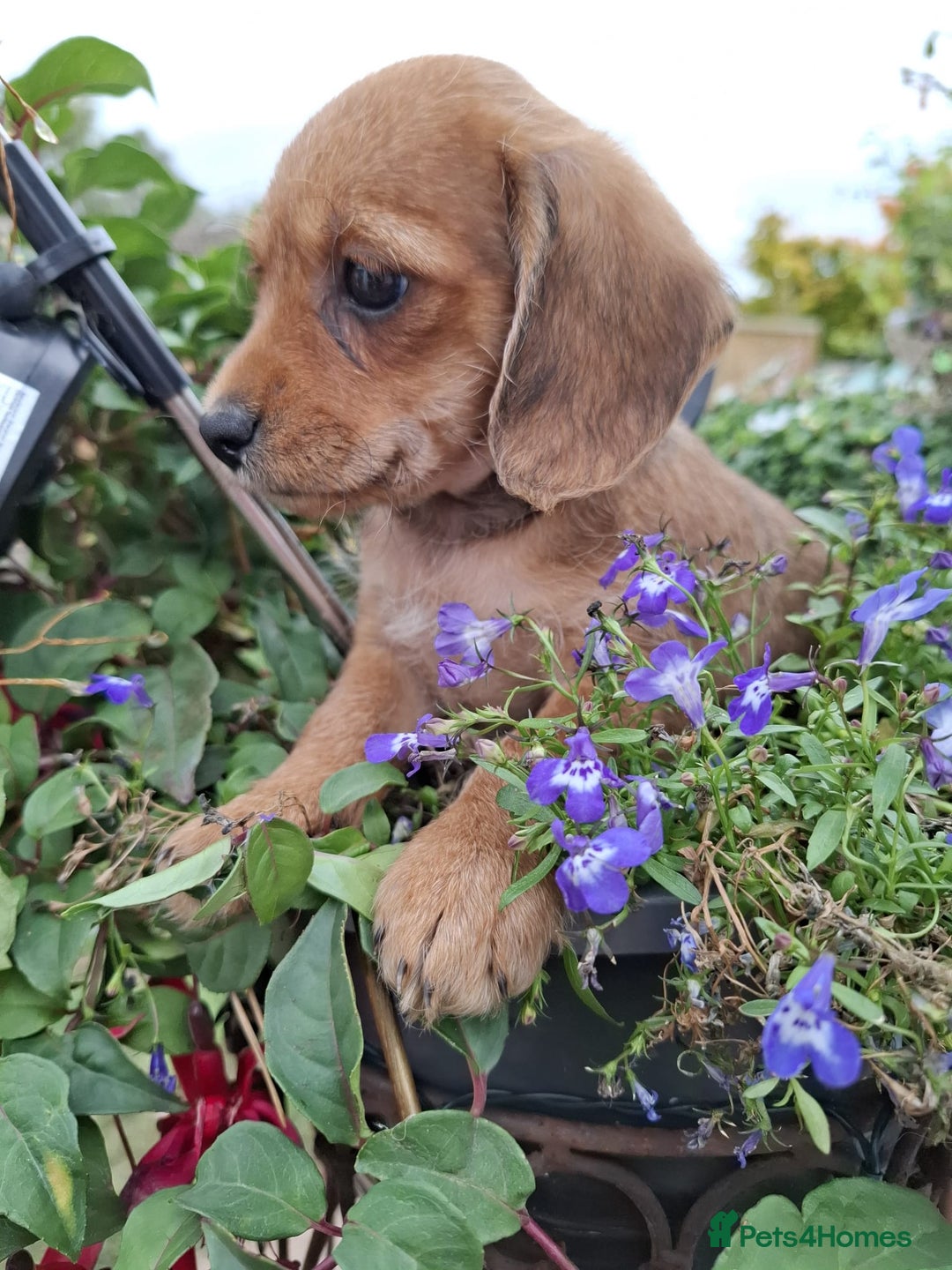 Mixed Breed dogs for sale: Daxiepoo puppies -miniature dachshund x toy poodle - Image 10