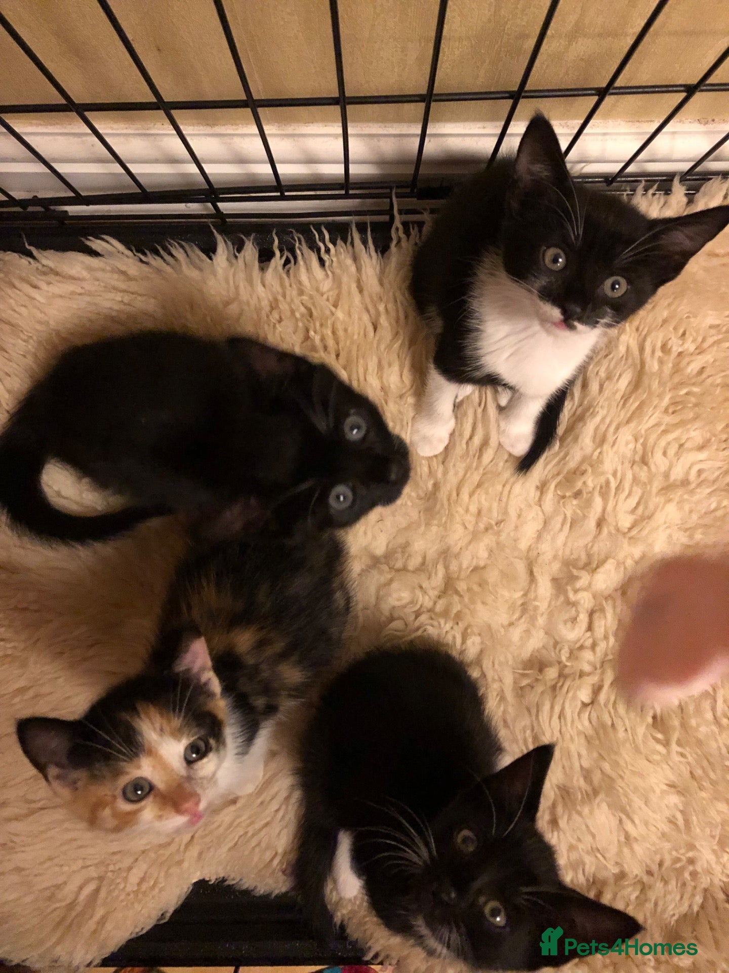 Mixed Breed cats Adorable kittens 🐾 🐈🐈‍⬛ - Advert 5