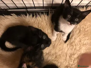 Mixed Breed cats Adorable kittens 🐾 🐈🐈⬛ - Advert 5