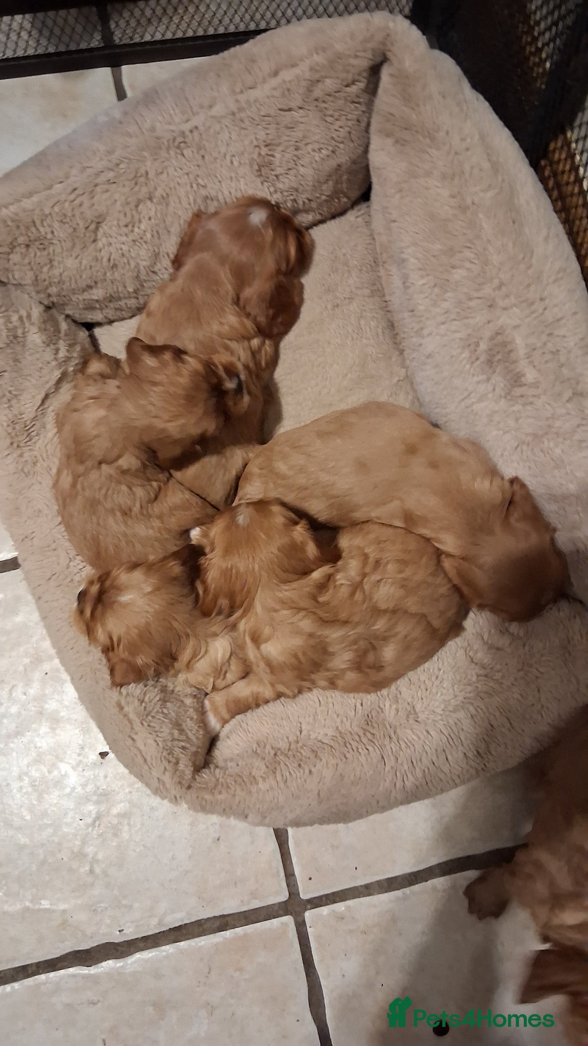 Cavalier King Charles Spaniel dogs for sale: Ruby Cavalier King Charles Spaniel puppies £1,800 - Advert 2