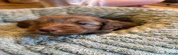 Cockapoo dogs for sale: F1B chocolate cockapoos  - Advert 9