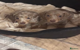 Miniature Dachshund dogs for sale: Gorgeous Miniature Daschunds  - Image 20