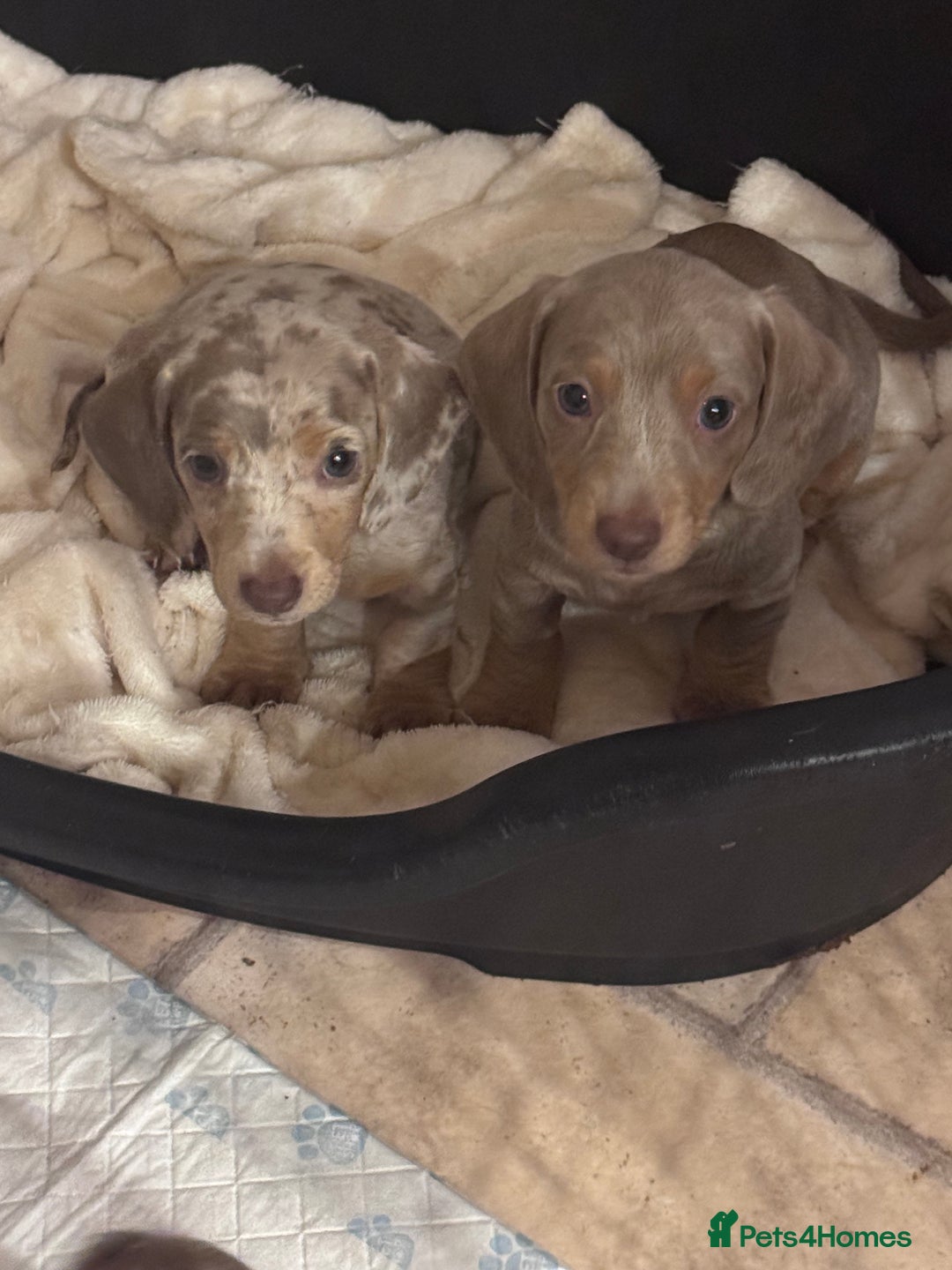 Miniature Dachshund dogs for sale: Gorgeous Miniature Daschunds  - Image 20