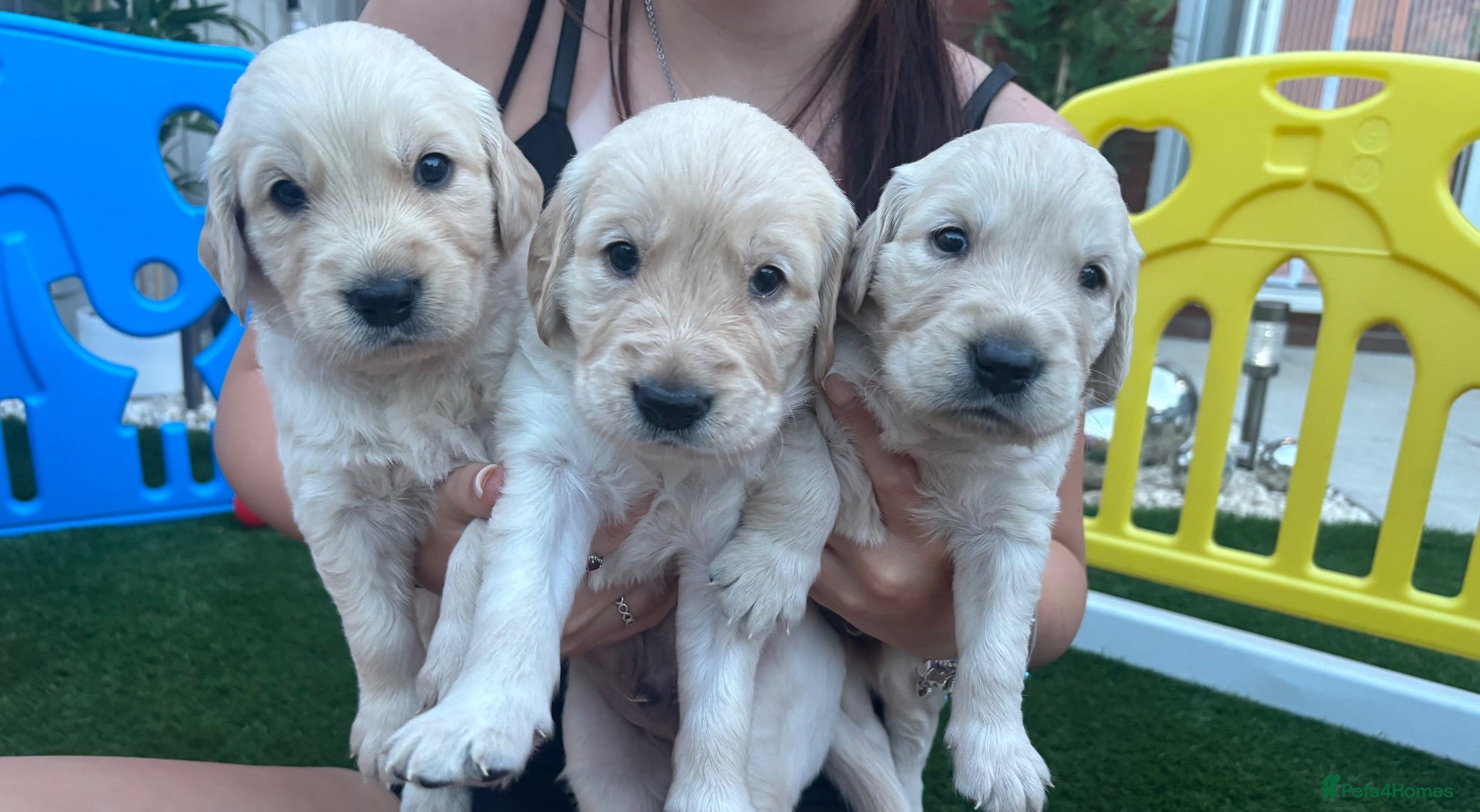 Golden Retriever dogs Golden retriever puppies - Advert 10