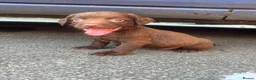 Cocker Spaniel dogs for sale: Cocker spaniel puppies 🐶🩷 - Advert 12