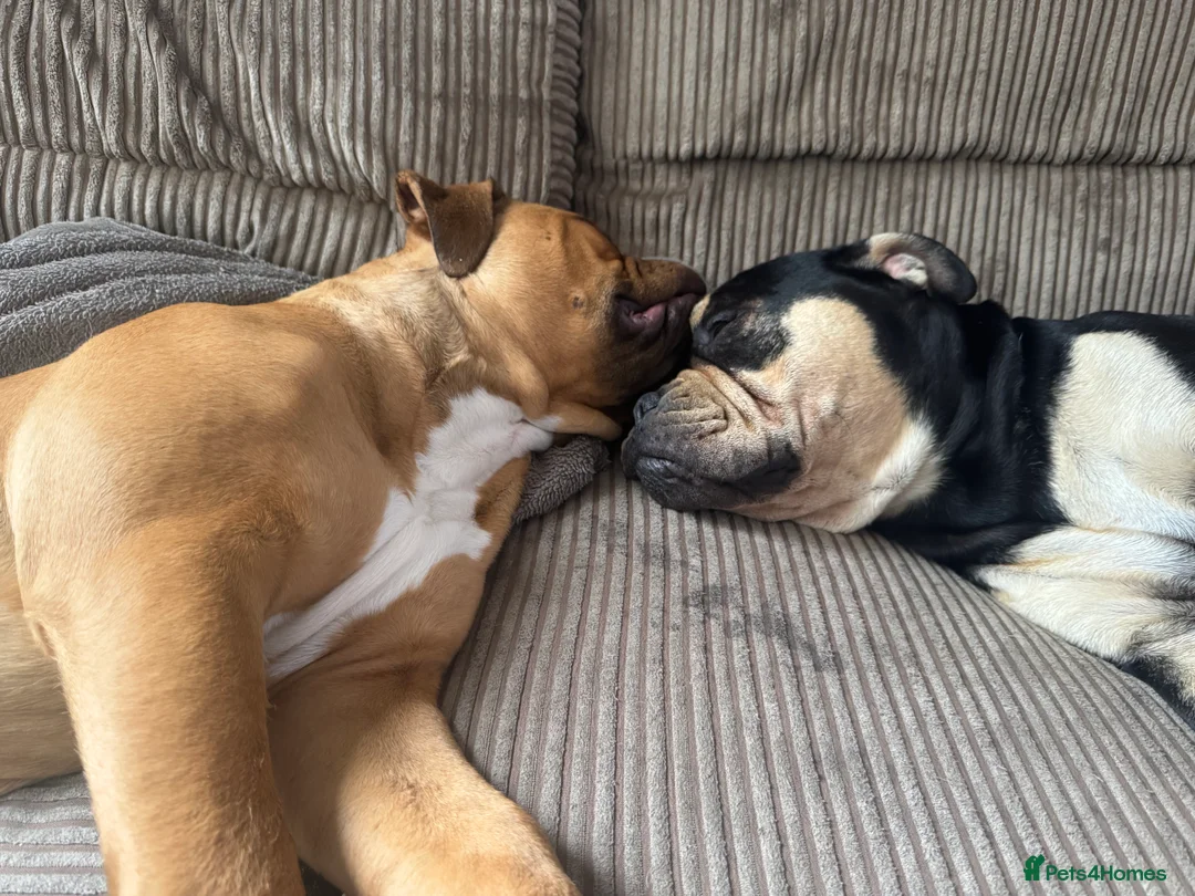 Old Tyme Bulldog dogs for sale: Old Tyme English Bulldog Puppies - Advert 4