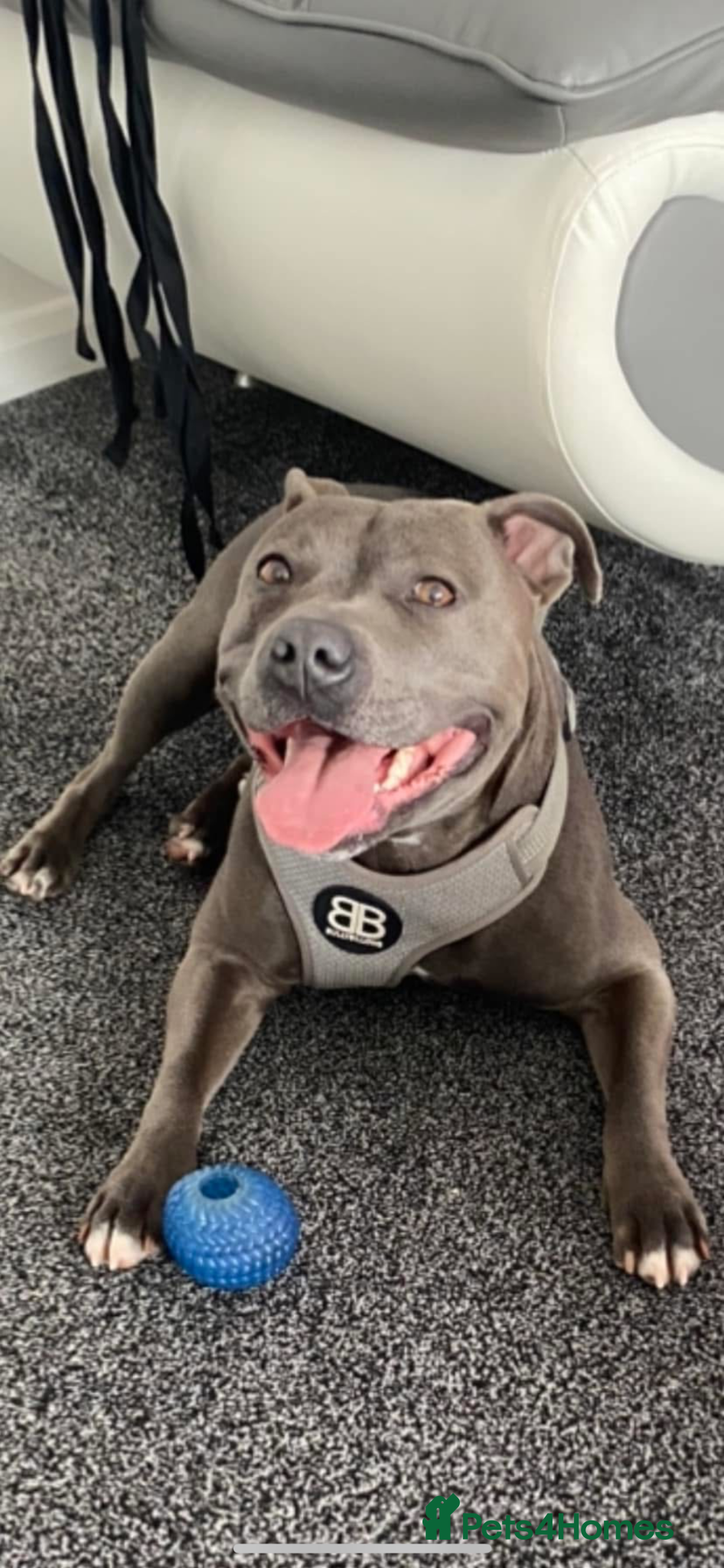 Staffordshire Bull Terrier dogs Paisley and Prince Charming  - Advert 1