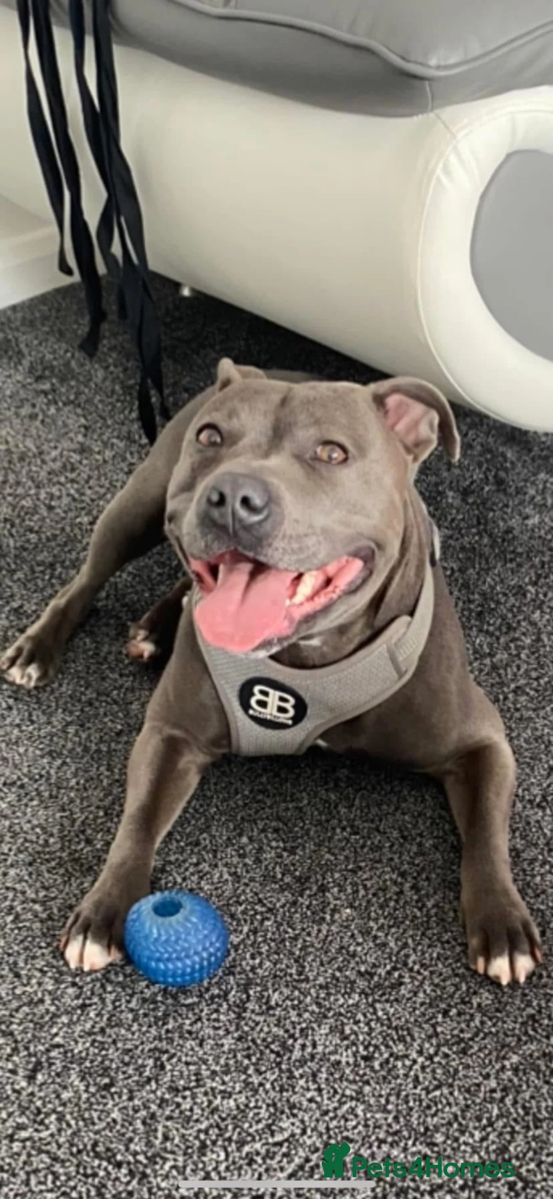 Staffordshire Bull Terrier dogs for sale: Paisley and Prince Charming  - Advert 1