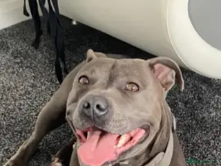 Staffordshire Bull Terrier dogs Paisley and Prince Charming - Advert 1