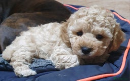 Poochon dogs for sale: Beautiful Poochon Puppies - Image 2