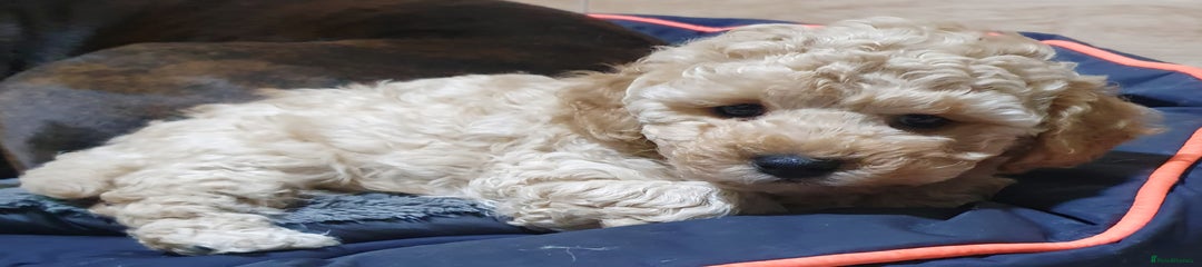Poochon Puppy 1 Chris