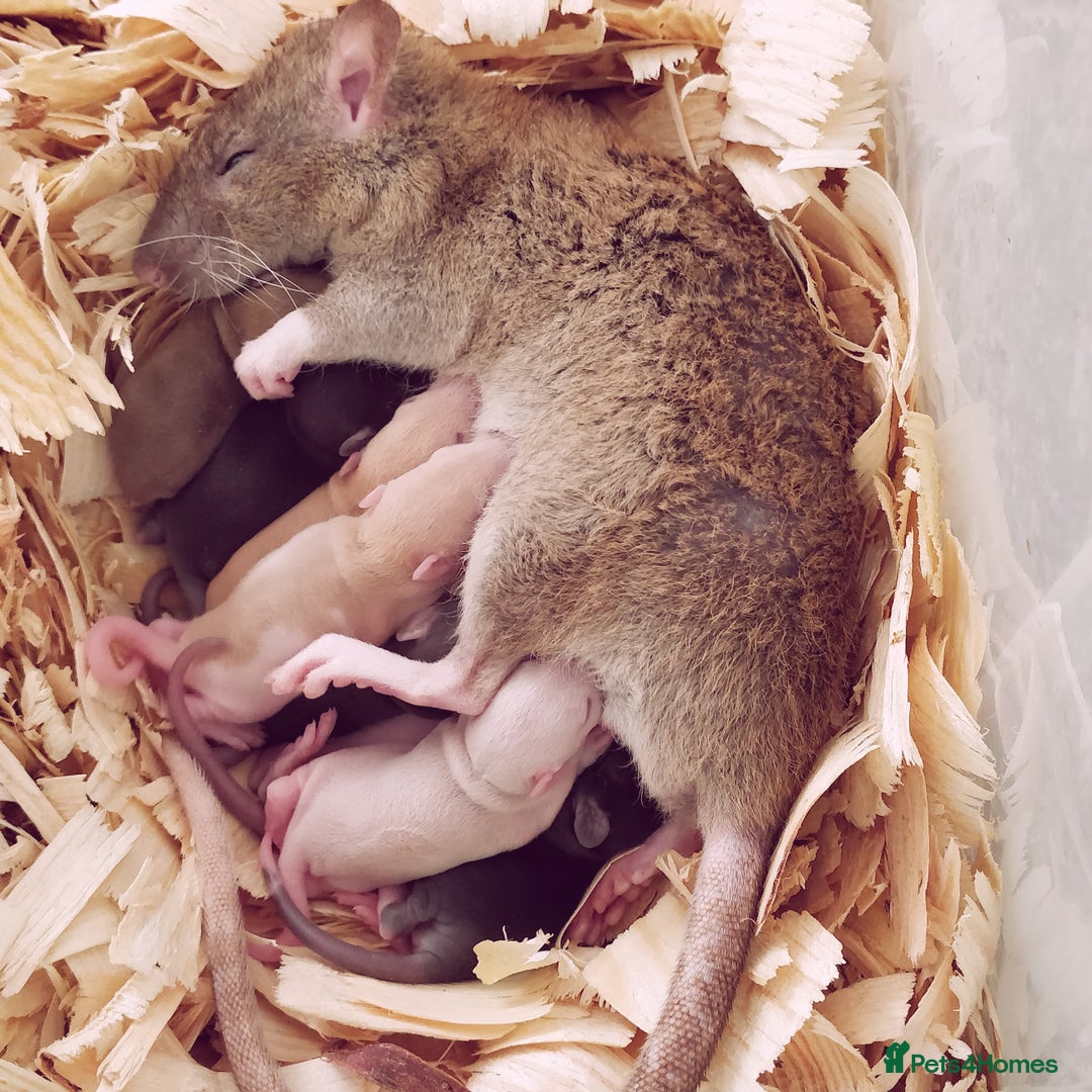 Rat rodents for sale: Lovely Fancy Rat Babies 🐀 - Advert 10