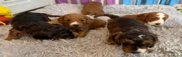 Cockapoo dogs for sale: F1 Cockapoo litter available  #DNA Health tested# - Advert 9