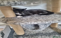 Mixed Breed cats for sale: Kittens for sale  - Image 7