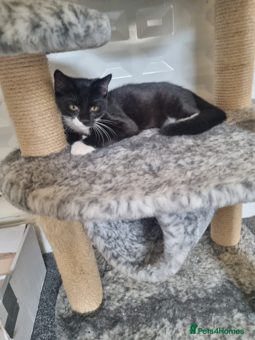 Mixed Breed cats for sale: Kittens for sale  - Image 7