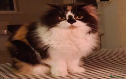 Scottish Fold cats for sale: SOLD----TICA Registered Scottish Straight Neutered - Image 2
