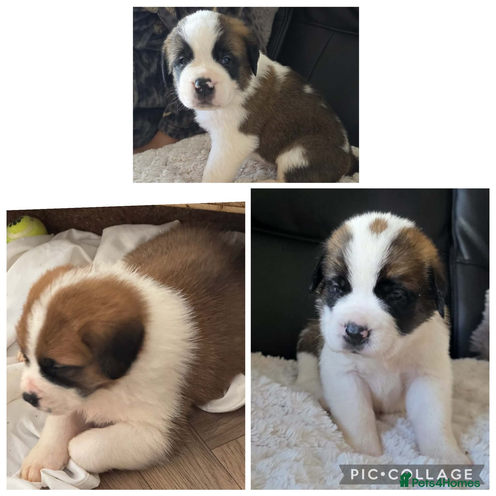 Saint Bernard dogs ONLY 3 FEMALES LEFT!Saint Bernard Puppies For Sale - Advert 10