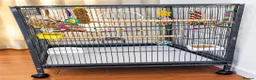 Budgerigars birds for sale: Budgie, cage and accessories for sale in Hartlepool - Advert 3