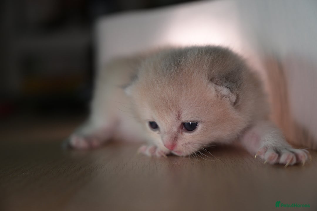 British Shorthair cats for sale: Golden Shaded Kittens WCF & TICA Registered - Image 13