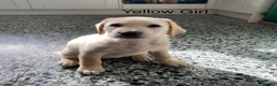 Labrador Retriever dogs for sale: Chunky Labrador Puppies - Advert 18