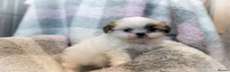Mixed Breed dogs for sale: Shiranian-shihtzu cross pomeranian  - Advert 12