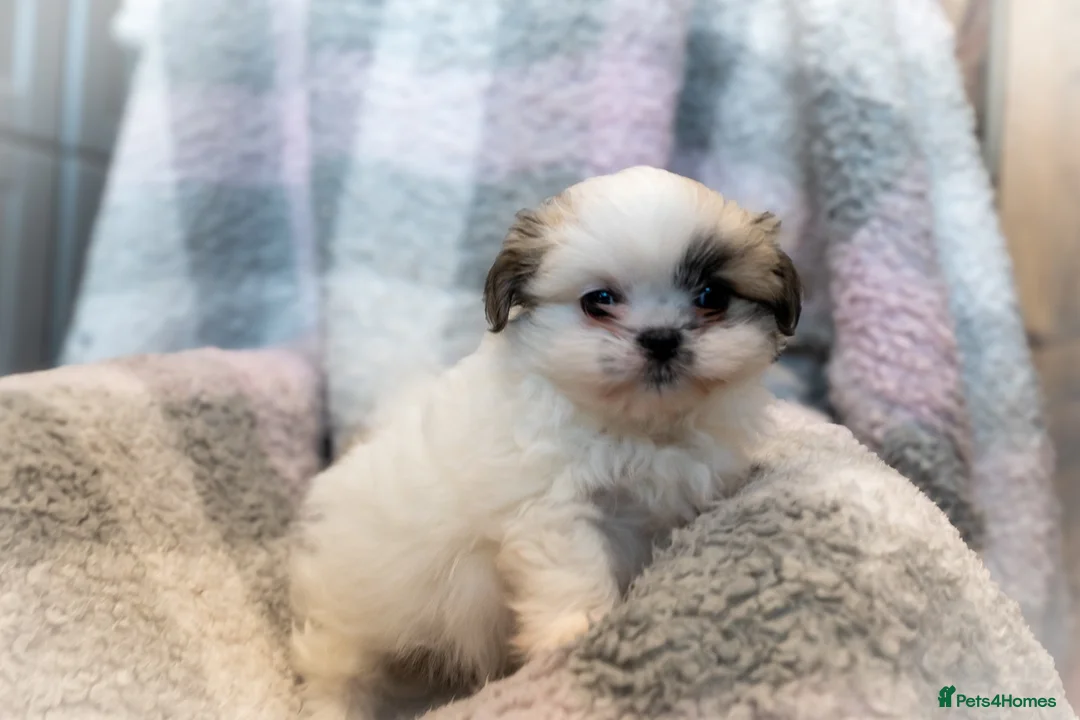 Mixed Breed dogs for sale: Shiranian-shihtzu cross pomeranian  - Advert 12