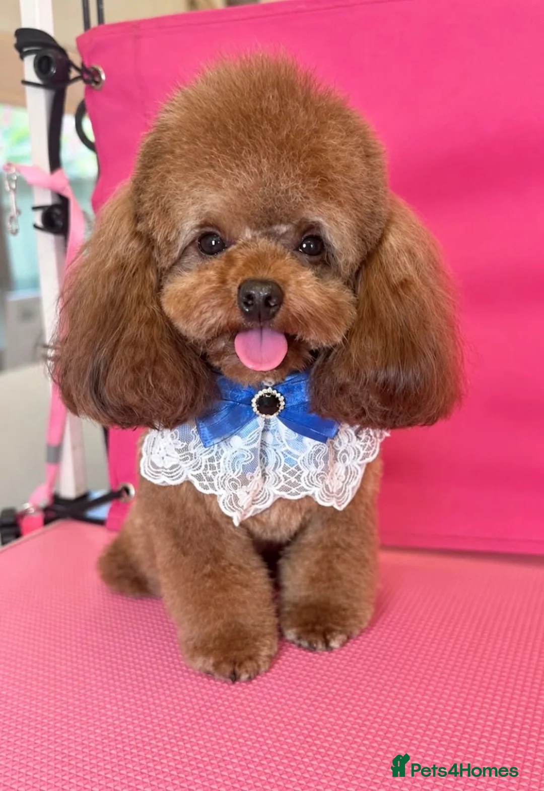 Toy Poodle dogs for stud: Stunning Asian Poodle 1.6kg for STUD ONLY - Advert 1
