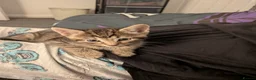 Abyssinian cats for sale: Kitten  in Prestatyn - Advert 5