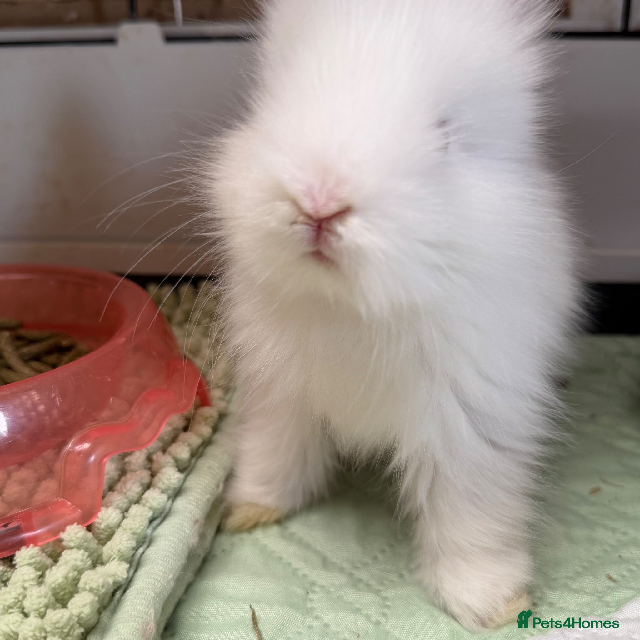 Angora rabbits Angora full face purebred balls of fluff 🐇  - Advert 2