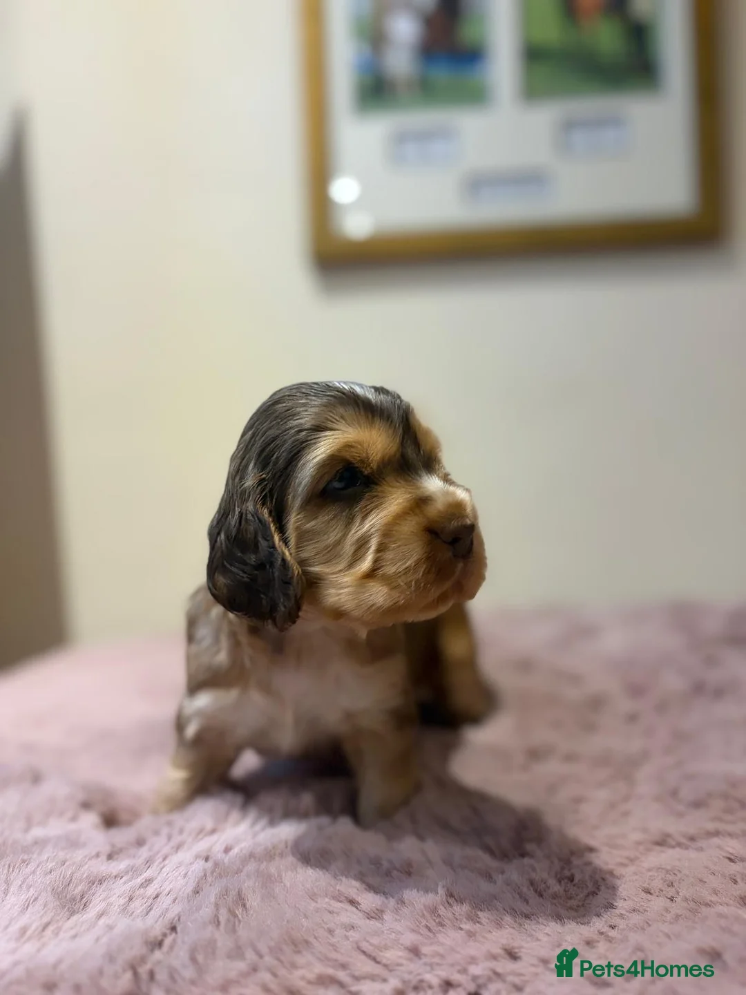 Cocker Spaniel dogs for sale: Stunning sable show cocker puppies in Kendal - Advert 16