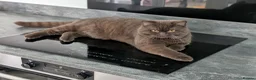 British Shorthair cats for stud: Champion Chocolate British Shorthair GCCF - Advert 4